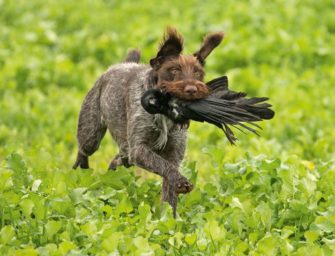 Apportieren trainieren: So Schulen Sie Ihren Hund richtig!