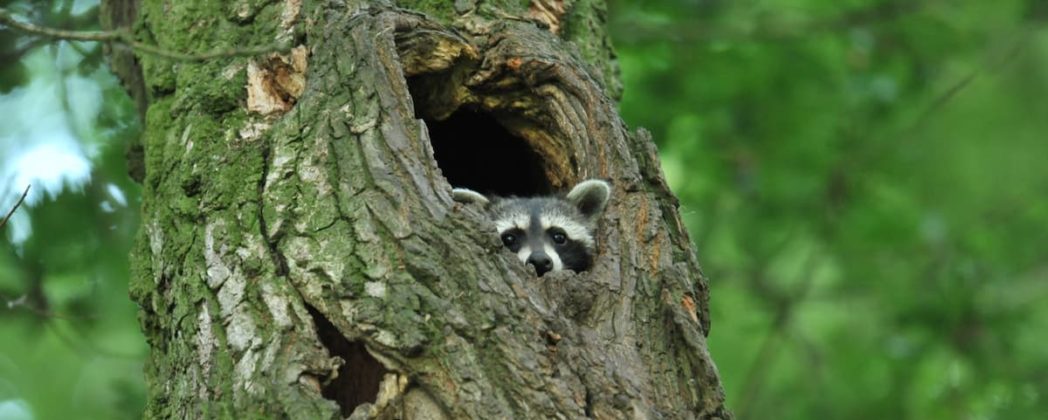 Waschbär verwerten: 9 Möglichkeiten für Wildbret, Balg und Trophäen