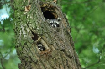 Waschbär verwerten: 9 Möglichkeiten für Wildbret, Balg und Trophäen