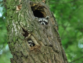Waschbär verwerten: 9 Möglichkeiten für Wildbret, Balg und Trophäen