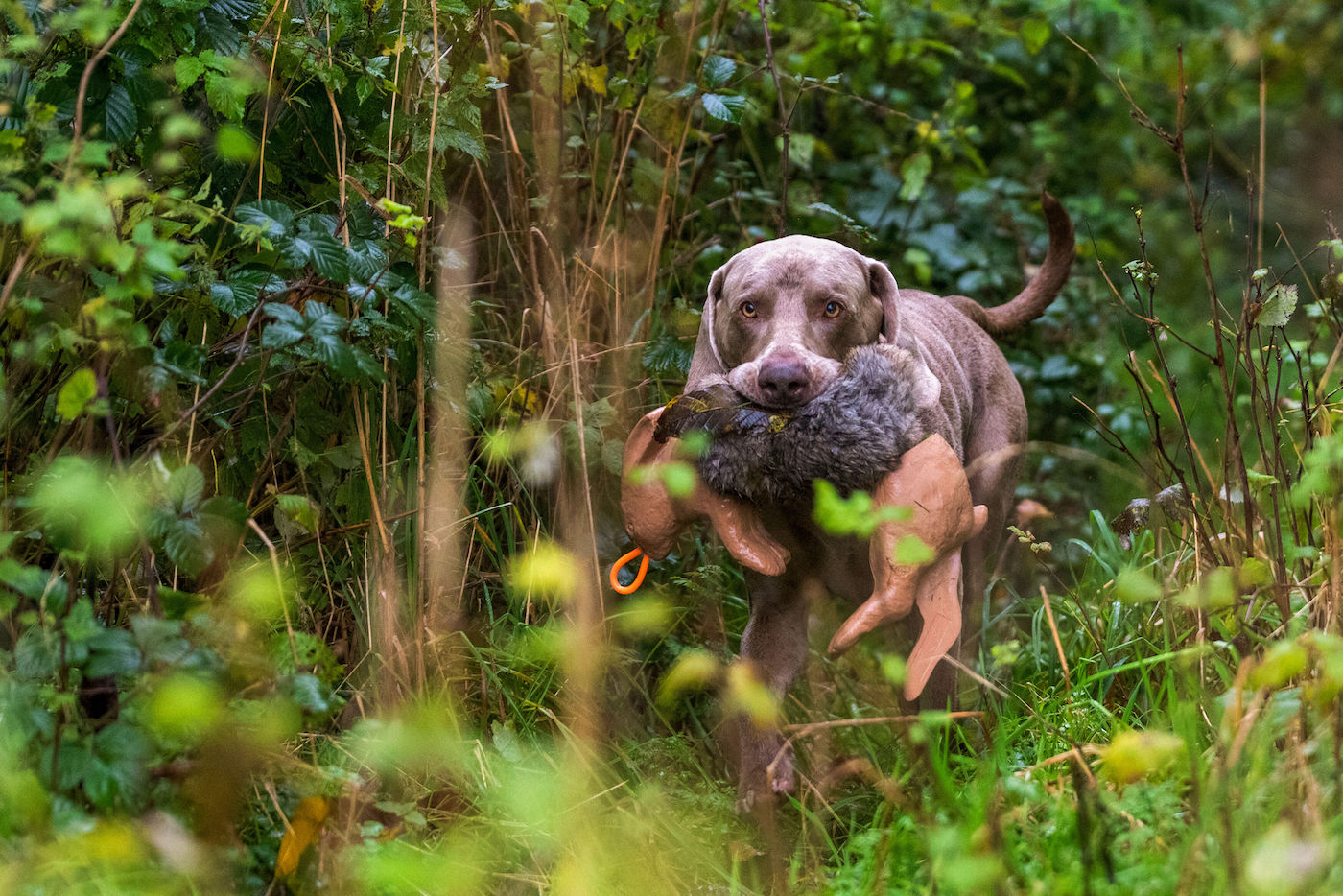 Jagdhund trainiert Wasserarbeit mit Dummy