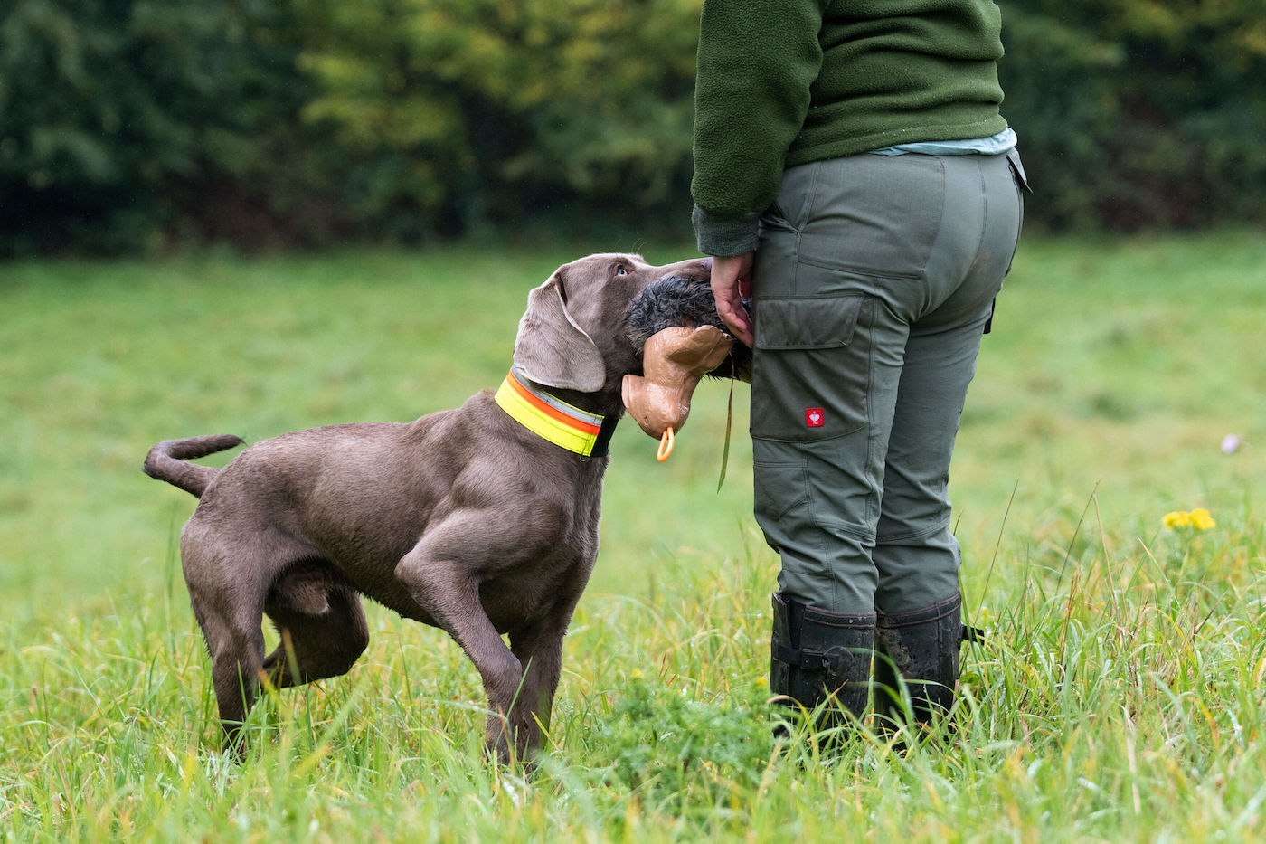 Apport: Hund gibt Dummy aus