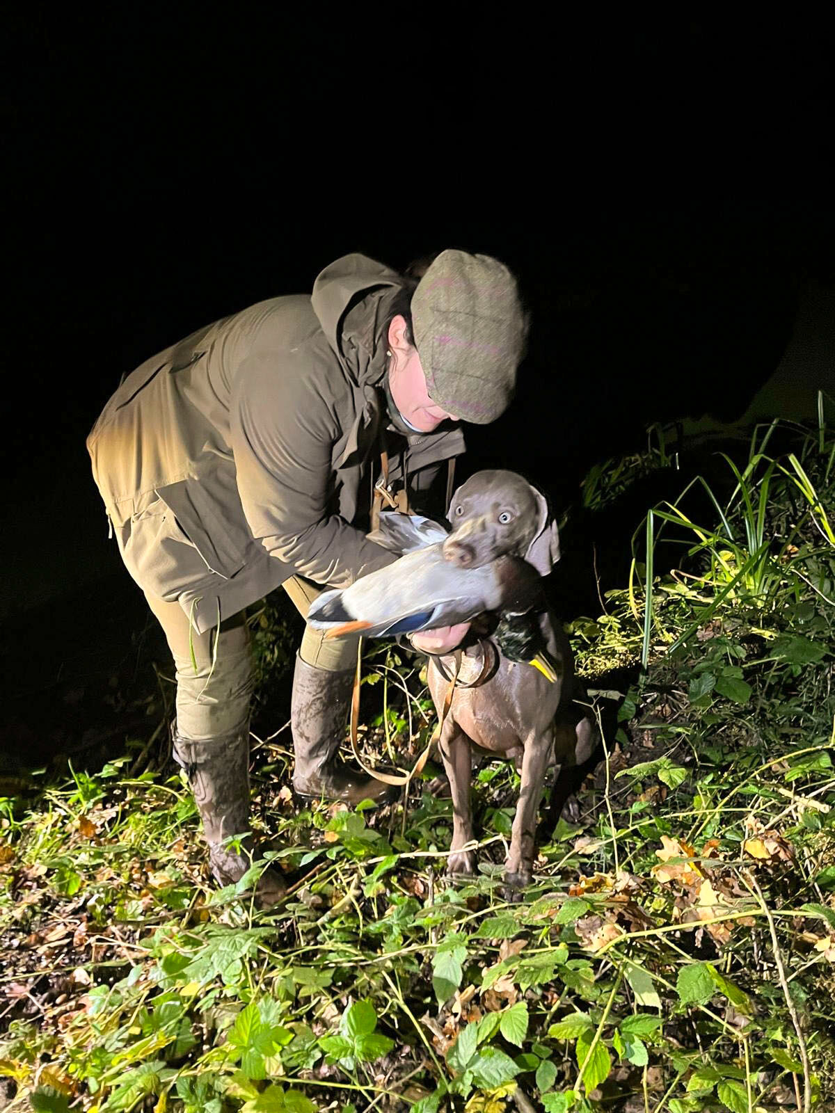 Jagdhund bei der Wasserarbeit: Ente im Maul