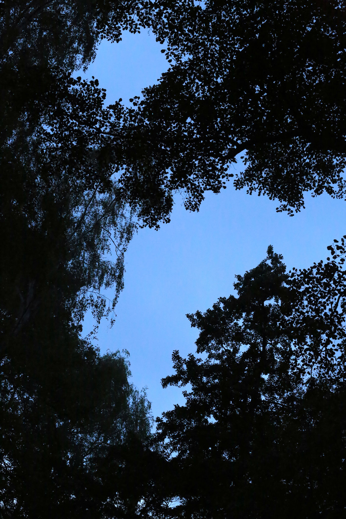 Baumwipfel