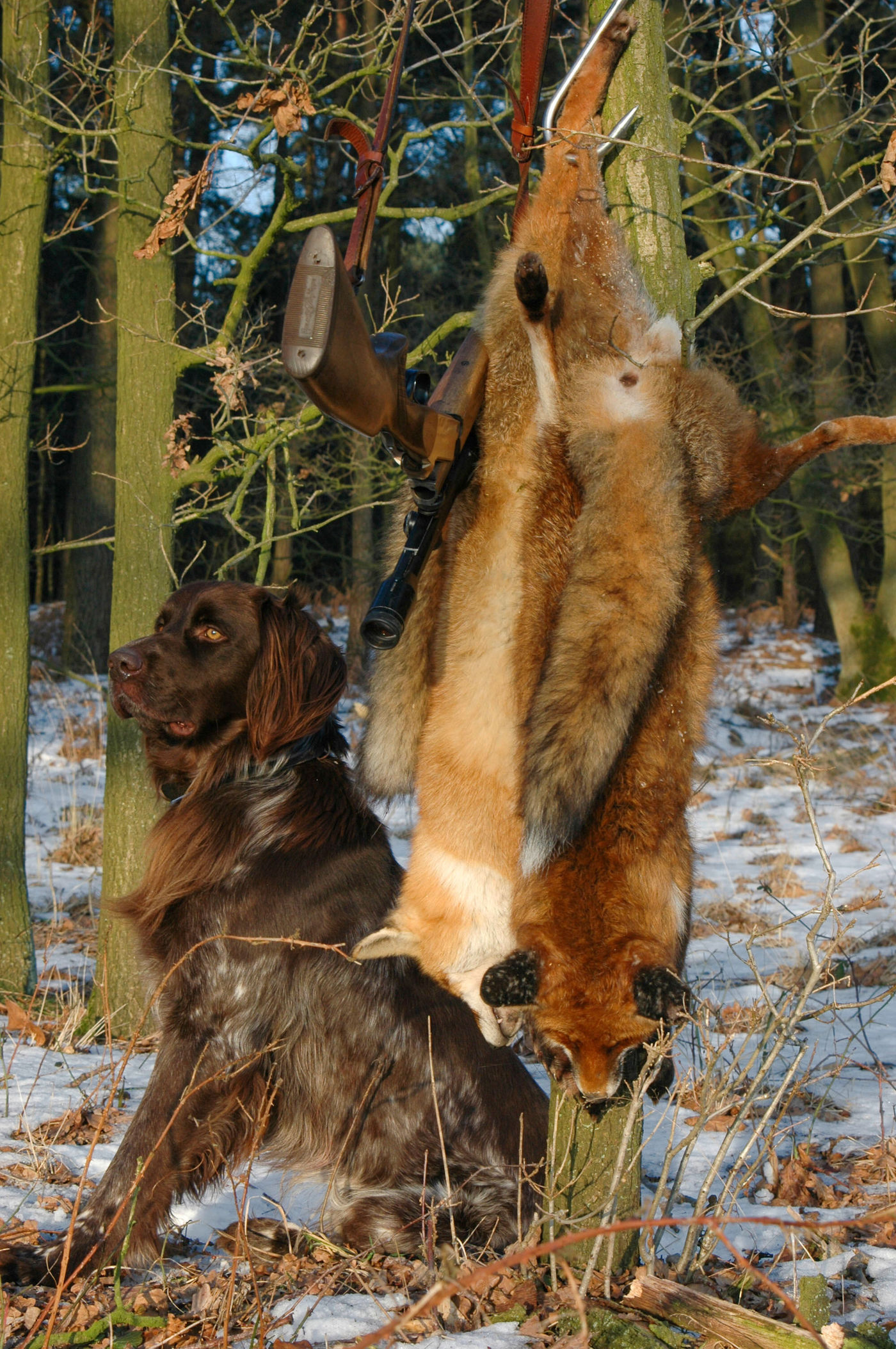 Hund und toter Fuchs