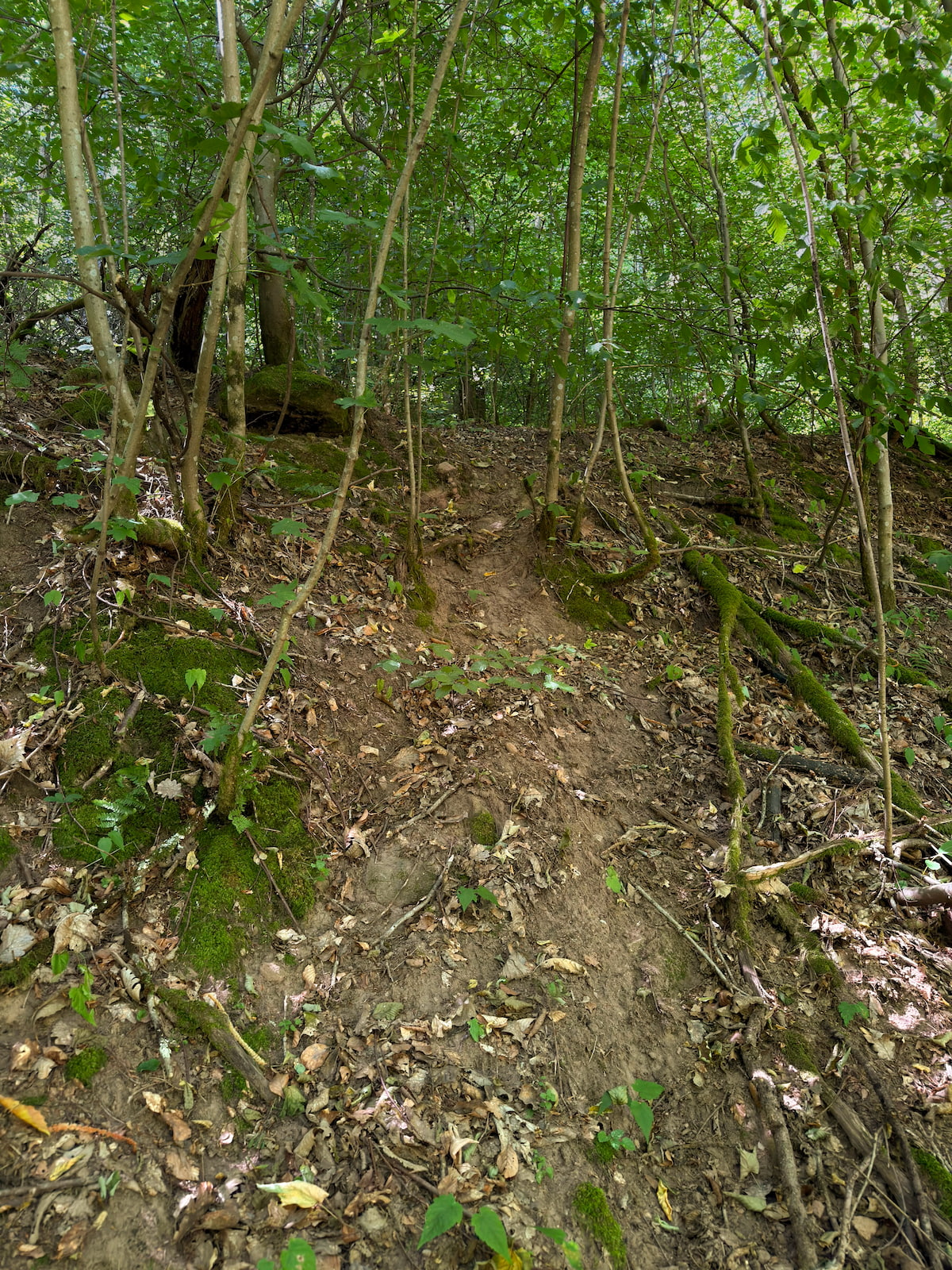 Wildwechsel