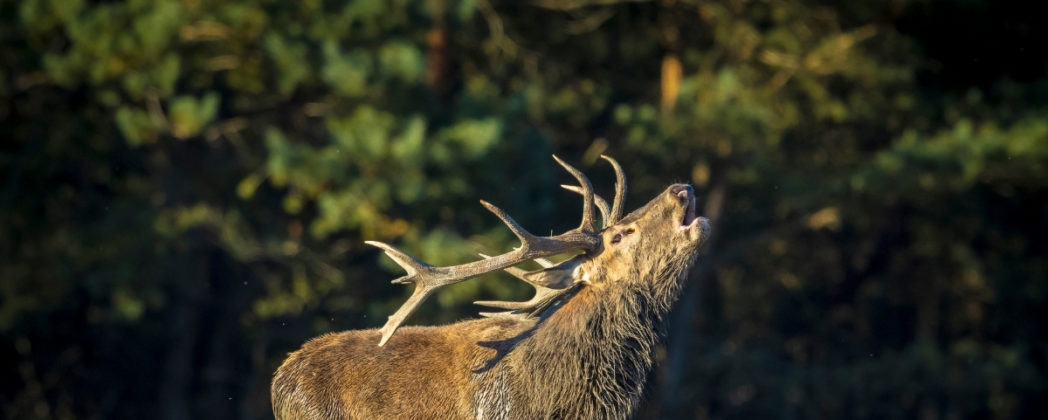 Brunfthirsch richtig verwerten – Wildbretqualität trotz Hormonlast
