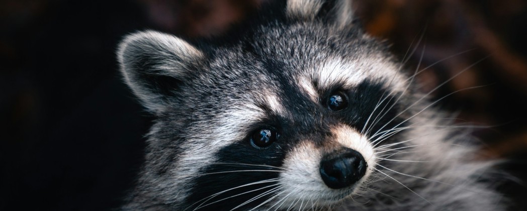Selters zahlt Kopfgeld pro Waschbär – Tierrechtler protestieren