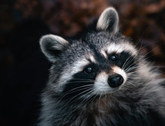 Selters zahlt Kopfgeld pro Waschbär – Tierrechtler protestieren