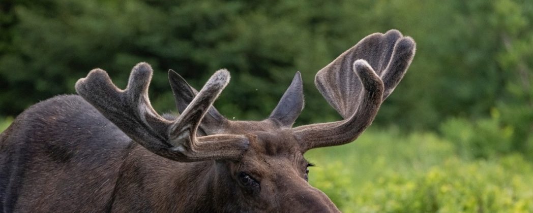 Elchhirsch im Wendland: Seltener Gast im Landkreis Lüchow-Dannenberg