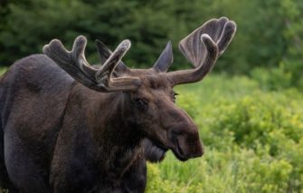 Elchhirsch im Wendland: Seltener Gast im Landkreis Lüchow-Dannenberg