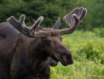 Elchhirsch im Wendland: Seltener Gast im Landkreis Lüchow-Dannenberg