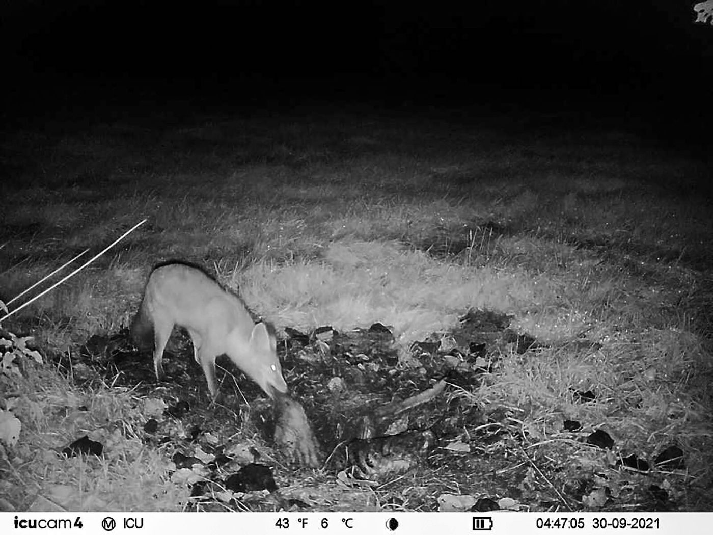 Fuchs gräbt