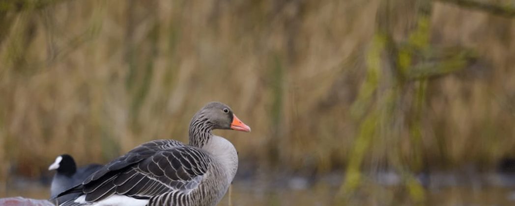 Geflügelpest: Wildvogelmonitoring 2026 ausgeweitet