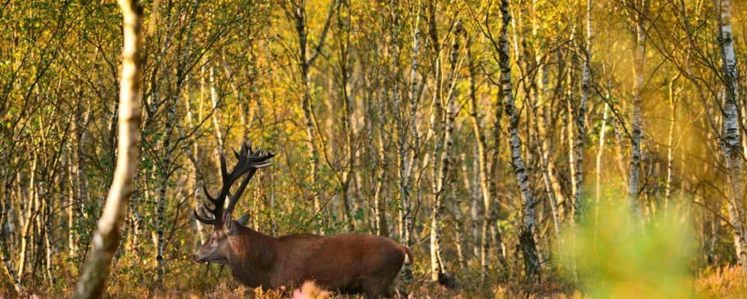 Rotwildbestände: Bestandsaufnahme und richtige Bejagung
