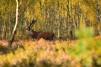 Rotwildbestände: Bestandsaufnahme und richtige Bejagung