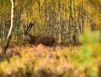 Rotwildbestände: Bestandsaufnahme und richtige Bejagung