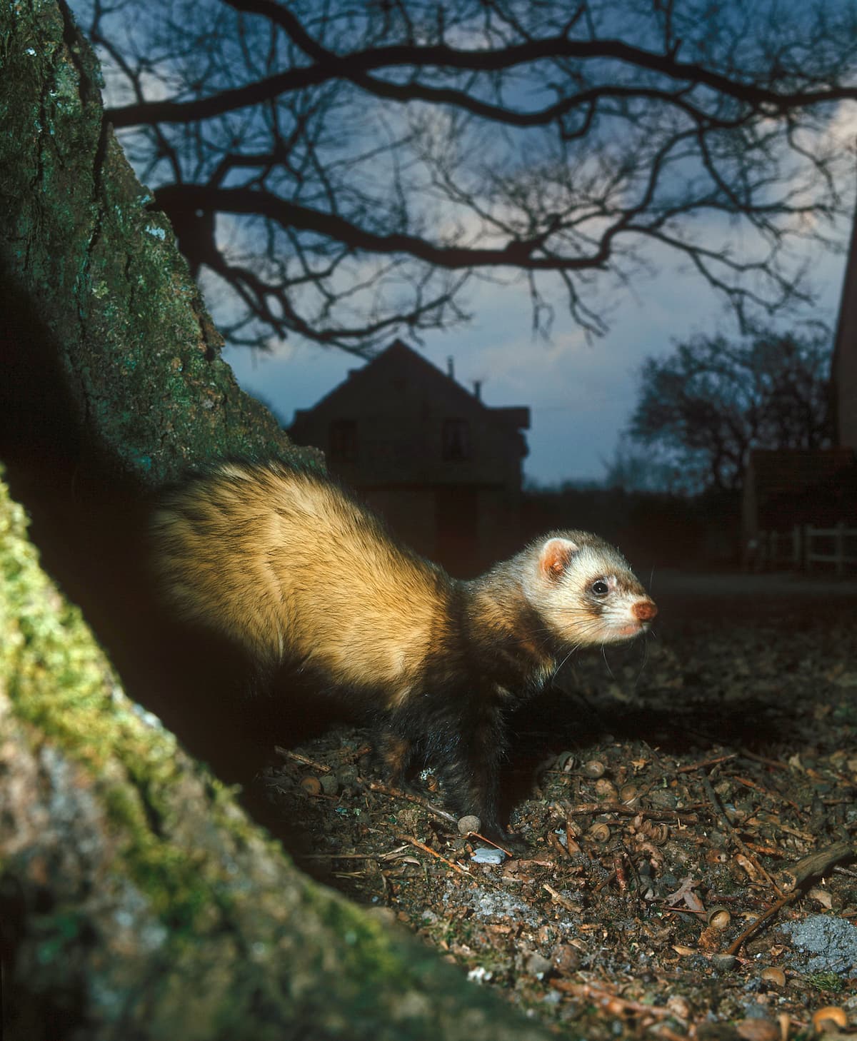 Iltis Lebensraum bei Nacht