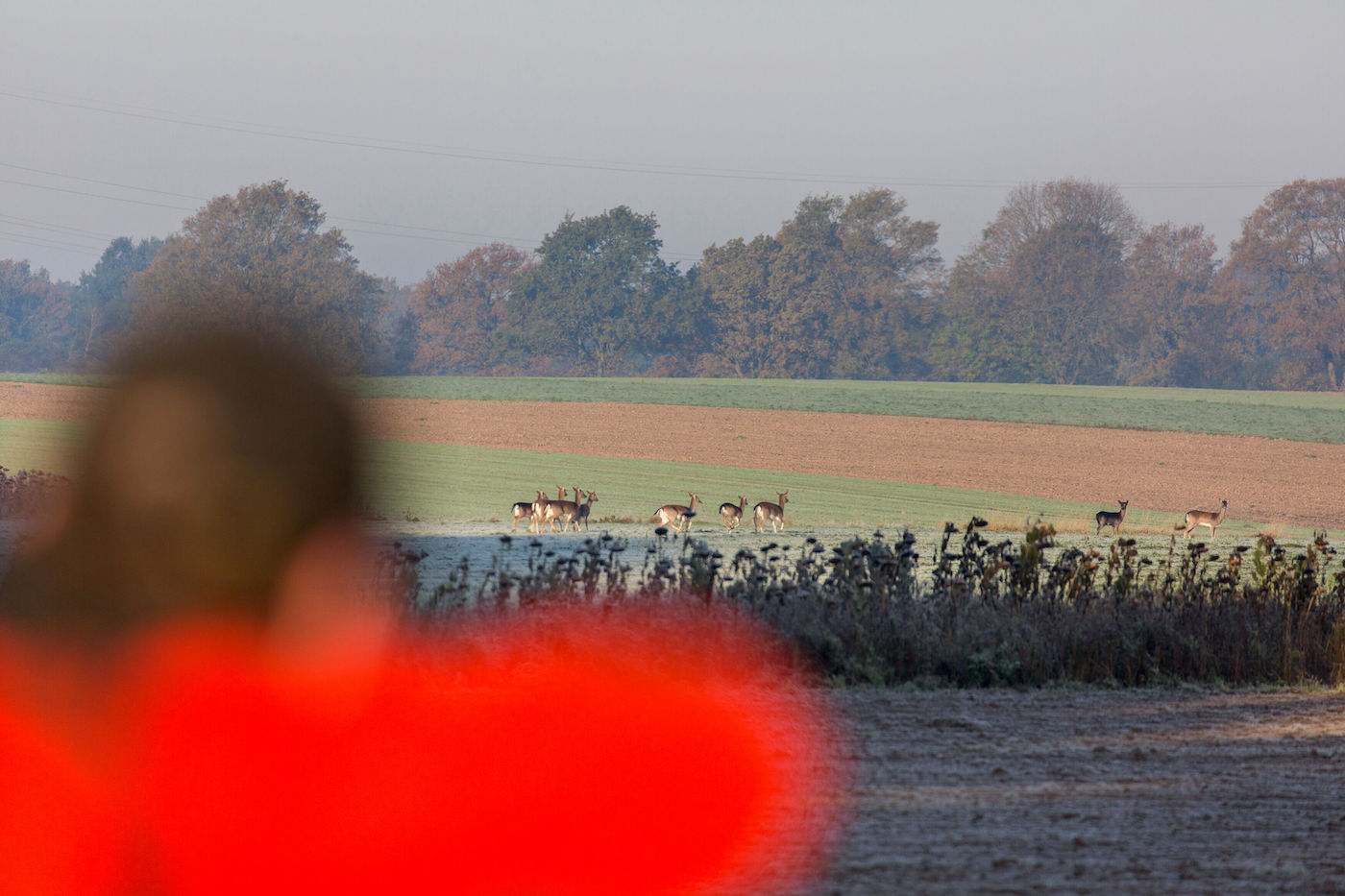 Jaeger und Damwild auf der Drückjagd
