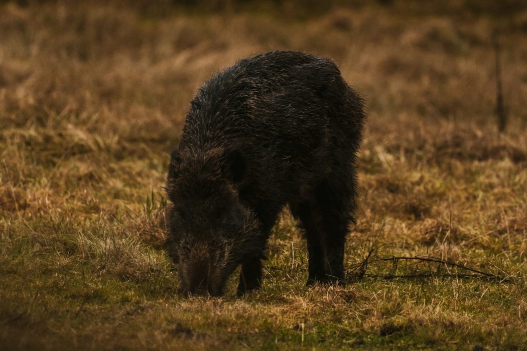 krisztian-toth-P6Hs2dXjc3w-unsplash