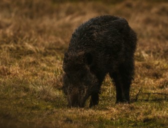 Schwarzwild im Herbst – Bejagungstipps