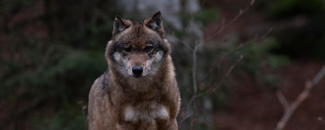 Wolf in Sachsen – sichere Entschädigung und mehr Abschüsse