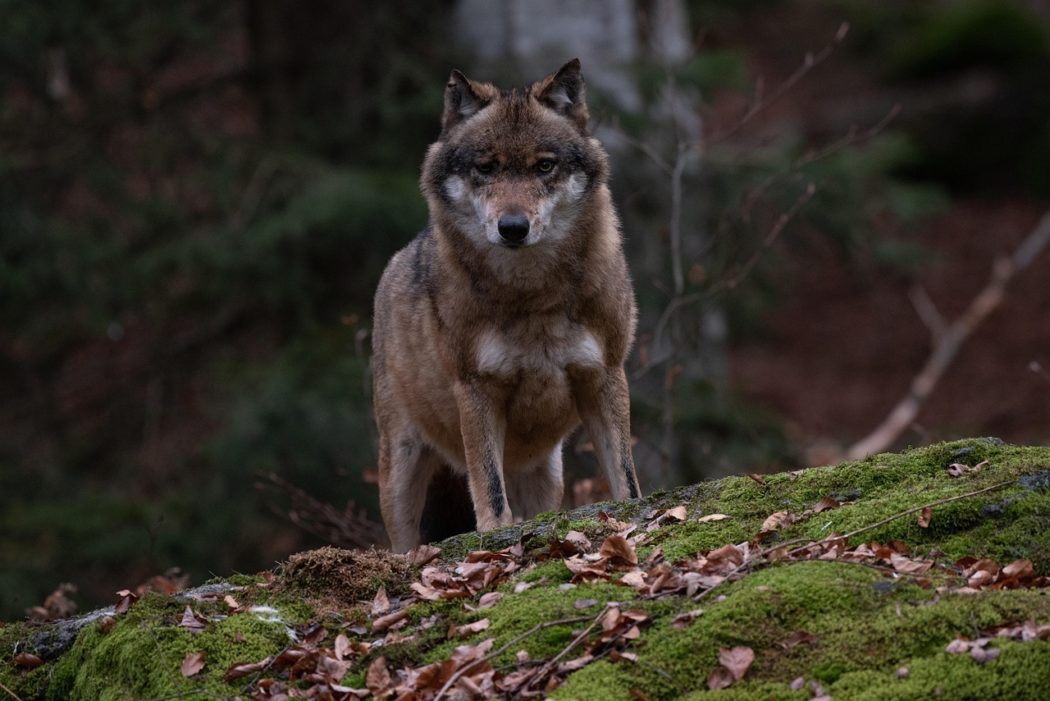 miller_eszter-wolf-4656310_1280