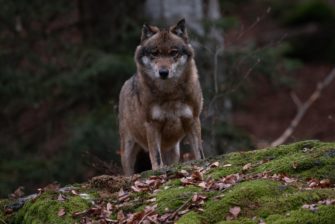 Wolf in Sachsen – sichere Entschädigung und mehr Abschüsse