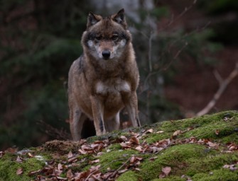 Wolf in Sachsen – sichere Entschädigung und mehr Abschüsse