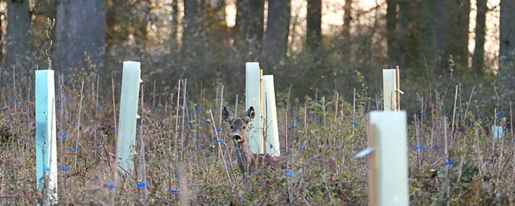Jagd in Rheinland-Pfalz: Ministerin Schneider verteidigt Jagdgesetz