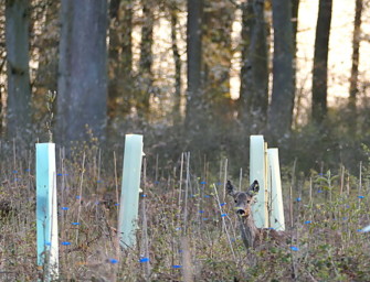 Jagd in Rheinland-Pfalz: Ministerin Schneider verteidigt Jagdgesetz