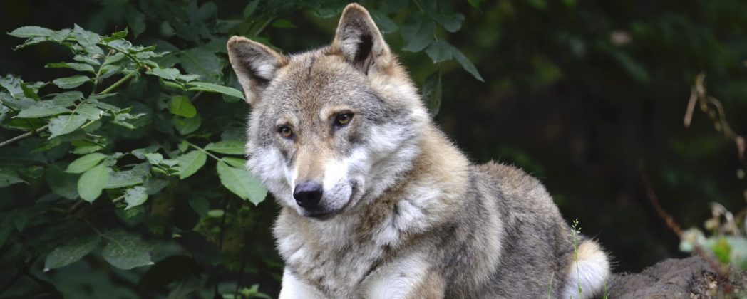Wolfsübergriffe in Sachsen nehmen deutlich zu