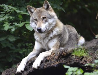 Wolfsübergriffe in Sachsen nehmen deutlich zu