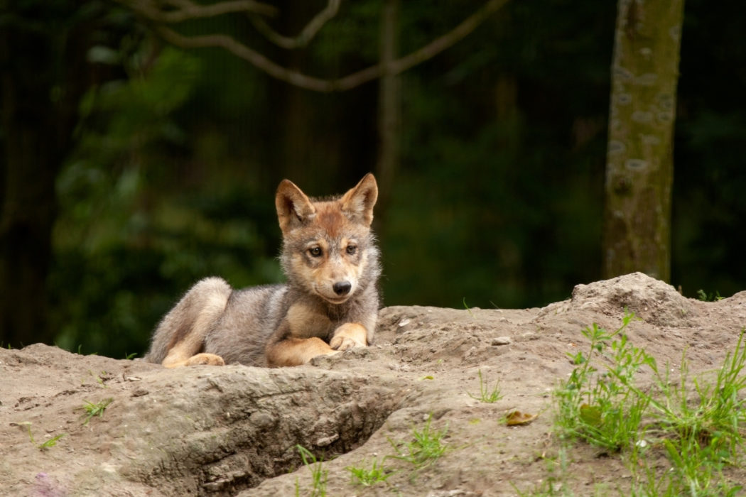 wolf-jung