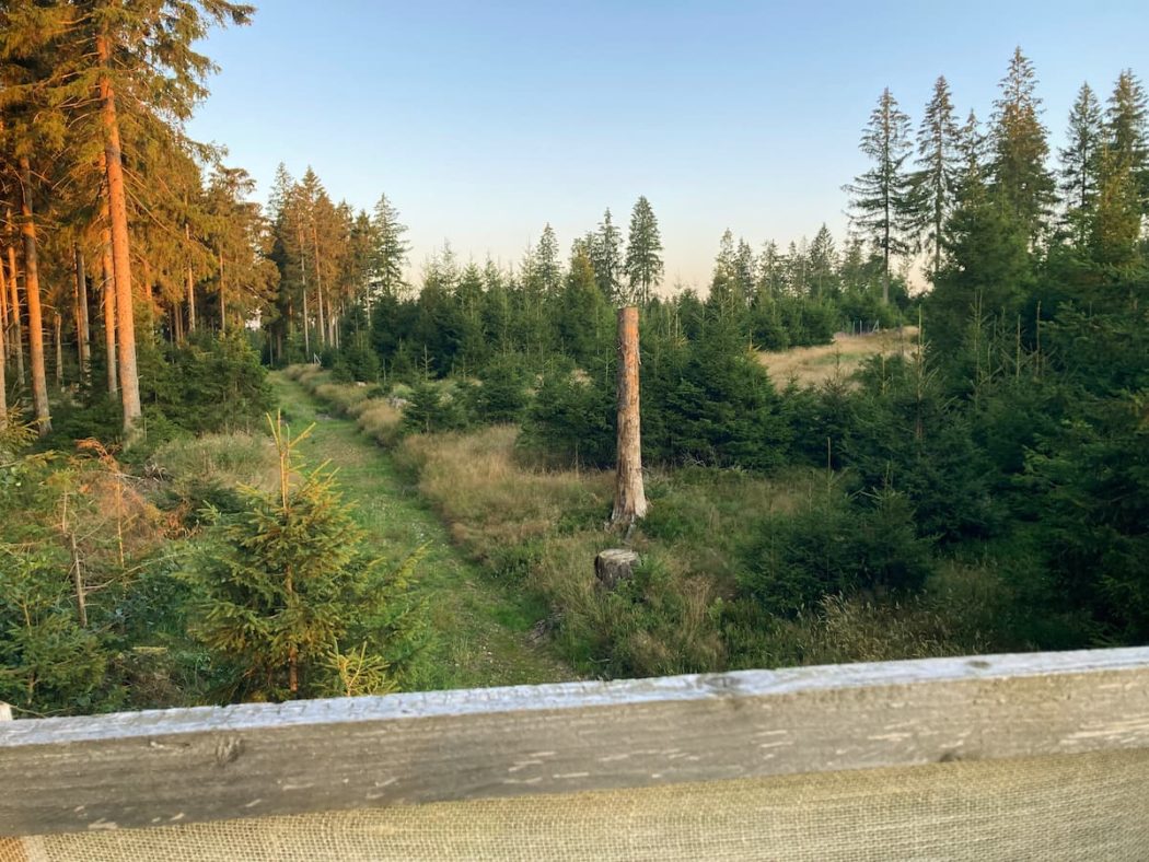 1-Waldweg-Schneise