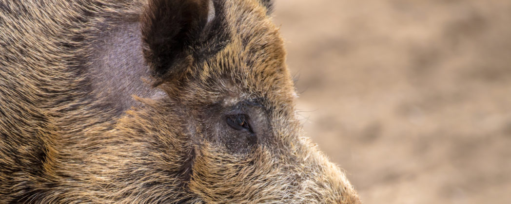 Wildschwein als Maskottchen: Spezialeinheit stellt Keiler Iratxo vor