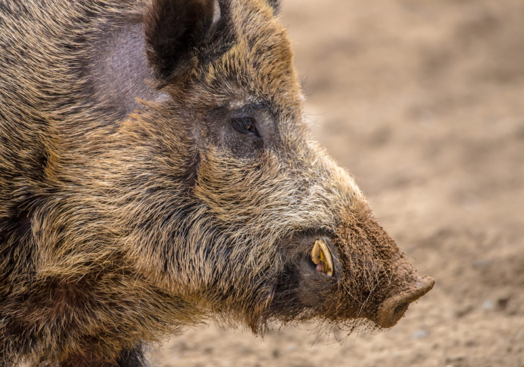Wildschwein_Keiler
