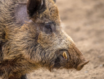 Wildschwein als Maskottchen: Spezialeinheit stellt Keiler Iratxo vor