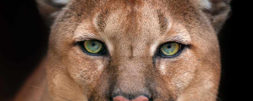Puma-Alarm am Flughafen München: Kann das sein?