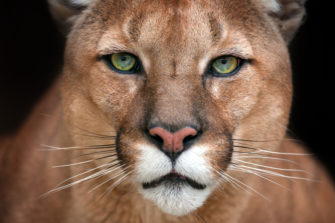 Puma-Alarm am Flughafen München: Kann das sein?