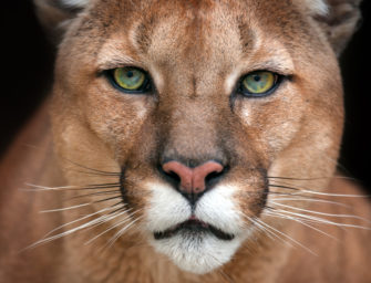 Puma-Alarm am Flughafen München: Kann das sein?
