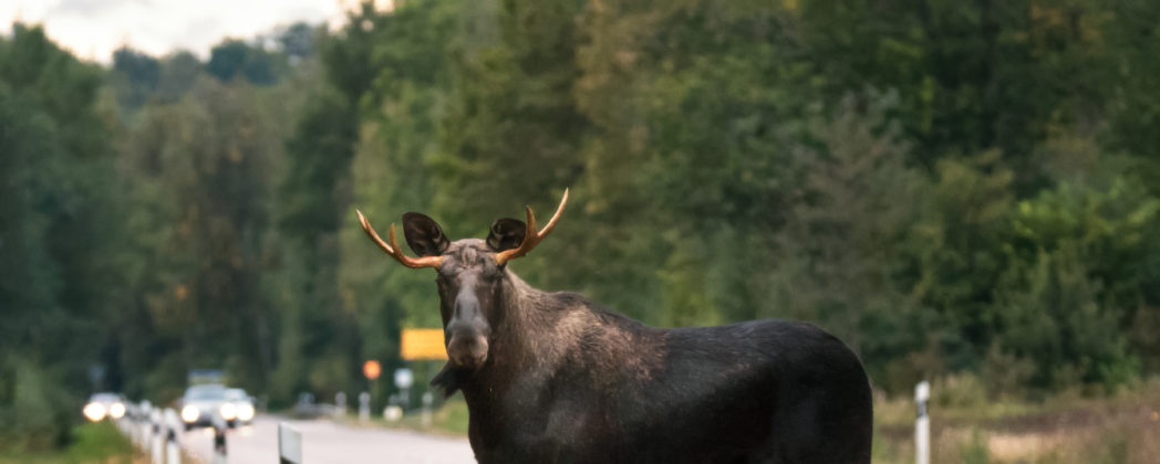 Elch entgeht knapp Kollision: dramatische Szenen auf der A13