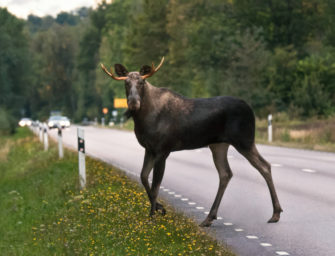 Elch entgeht knapp Kollision: dramatische Szenen auf der A13