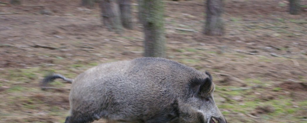 Wildschweinangriff: Wie sollte man sich verhalten?