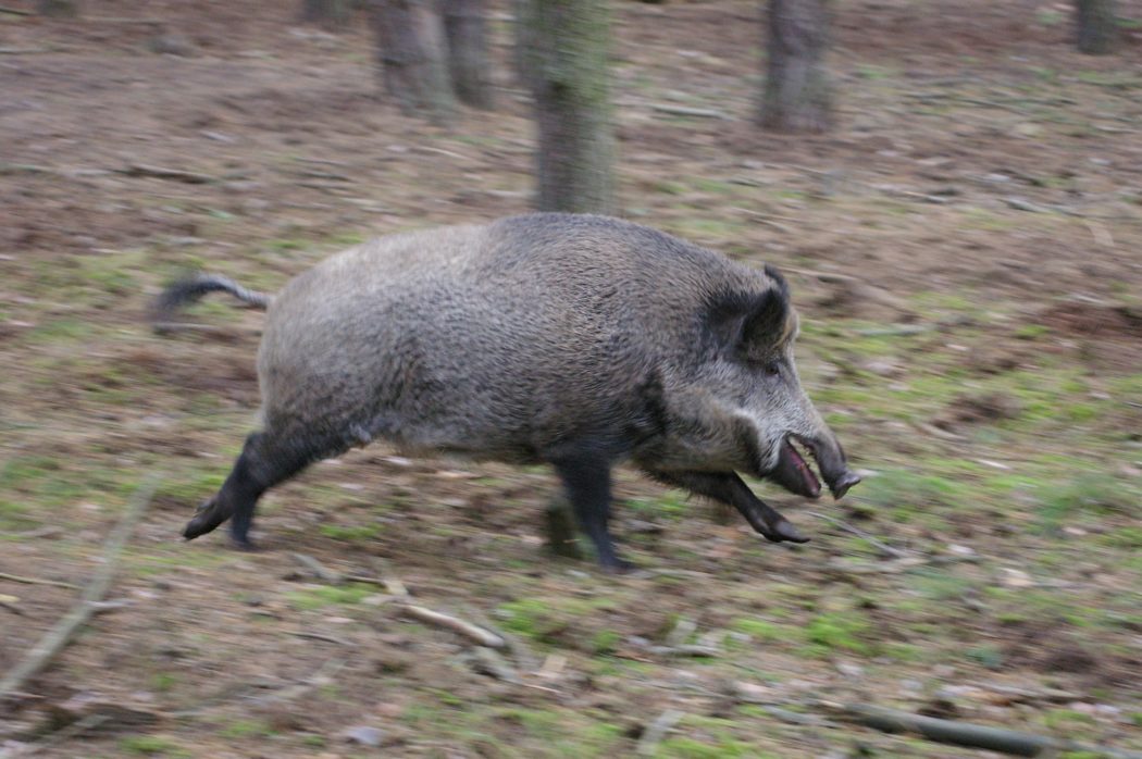Wildschwein rennt