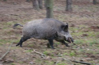 Wildschweinangriff: Wie sollte man sich verhalten?