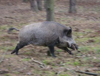 Wildschweinangriff: Wie sollte man sich verhalten?