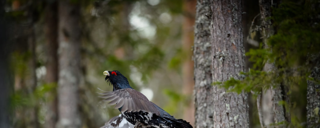 Jagdunfall oder Mord? – Ortung des Jagdhundes soll Hinweise geben