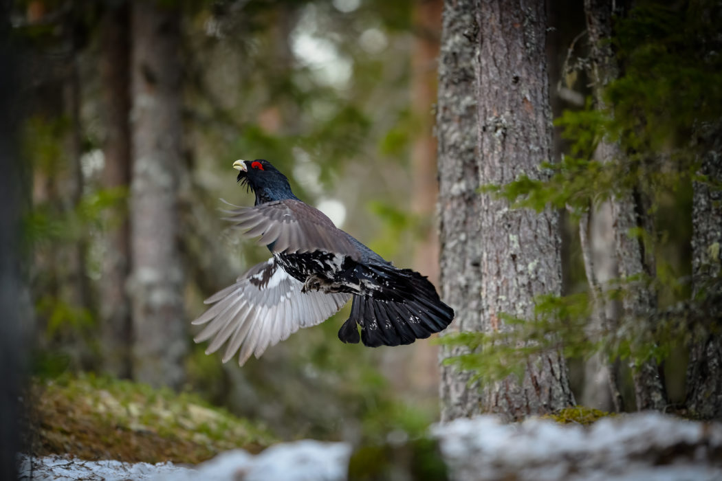 Western Capercaillie (Tetrao Urogallus) Wood Grouse at lek during the courting season
