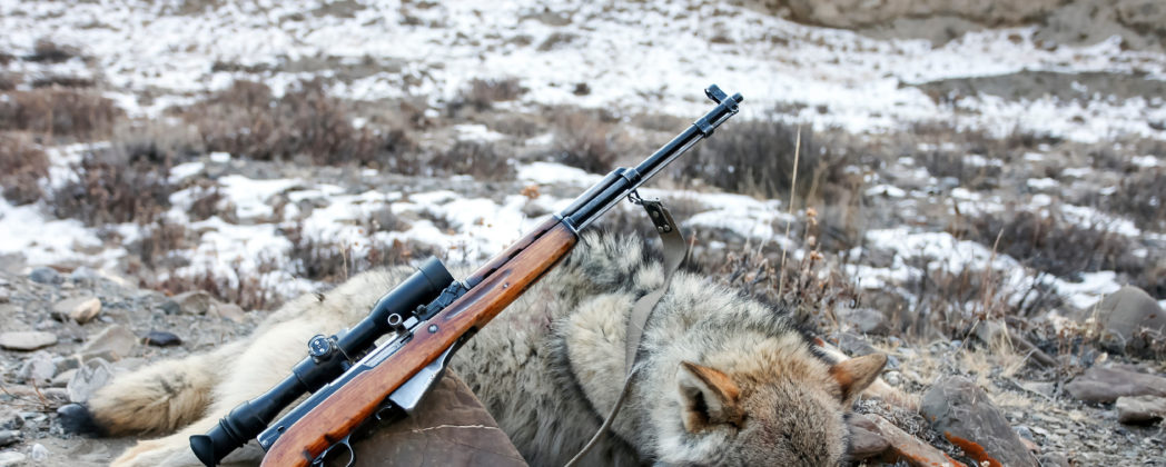 Höchster Wolfsabschuss seit Jahren: Reicht es trotzdem nicht?